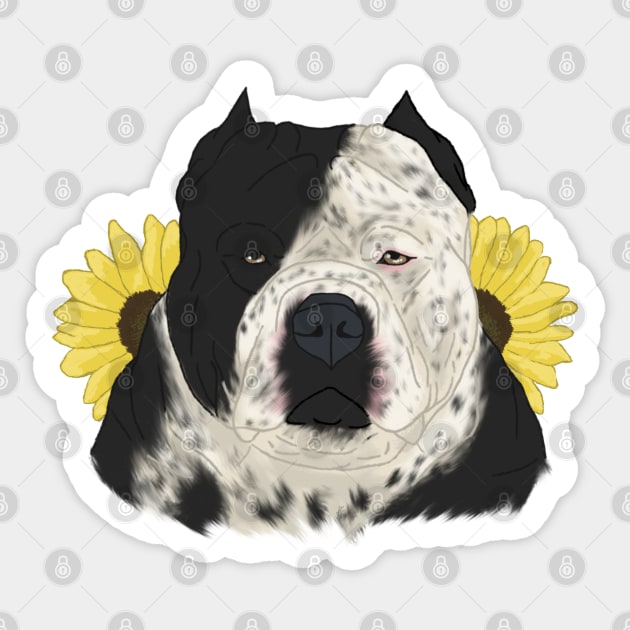 Ticked top american bully
